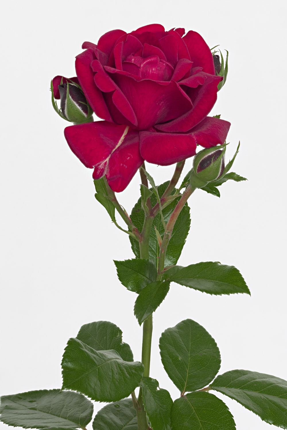 Jardin de Bagatelle #pierrejosephredout&eacute;